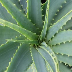 Aloe vera