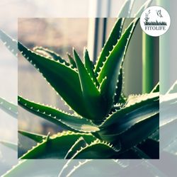 Aloe vera