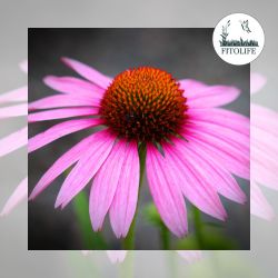 Bíbor kasvirág echinacea